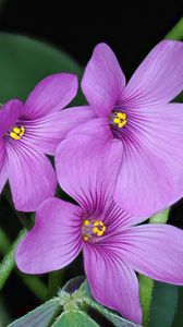 Preview wallpaper oxalis, flowers, petals, leaves, plants, purple