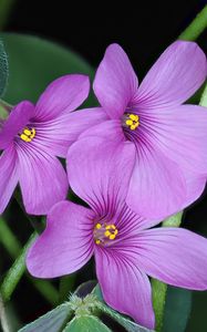 Preview wallpaper oxalis, flowers, petals, leaves, plants, purple