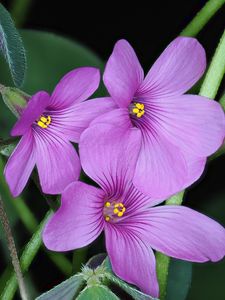 Preview wallpaper oxalis, flowers, petals, leaves, plants, purple