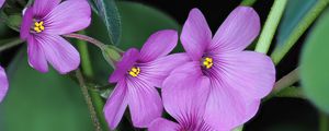 Preview wallpaper oxalis, flowers, petals, leaves, plants, purple