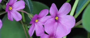 Preview wallpaper oxalis, flowers, petals, leaves, plants, purple