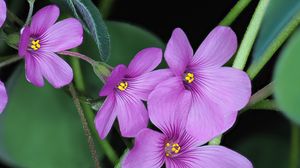 Preview wallpaper oxalis, flowers, petals, leaves, plants, purple