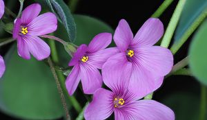 Preview wallpaper oxalis, flowers, petals, leaves, plants, purple