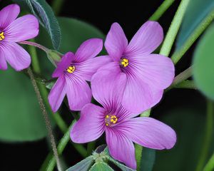 Preview wallpaper oxalis, flowers, petals, leaves, plants, purple