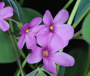 Preview wallpaper oxalis, flowers, petals, leaves, plants, purple