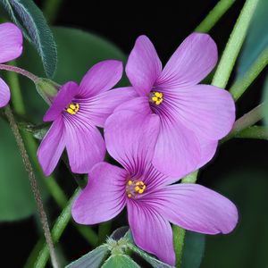Preview wallpaper oxalis, flowers, petals, leaves, plants, purple