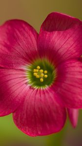 Preview wallpaper oxalis, petals, flower, pink