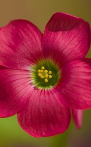 Preview wallpaper oxalis, petals, flower, pink