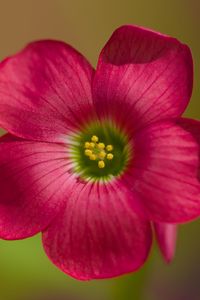 Preview wallpaper oxalis, petals, flower, pink