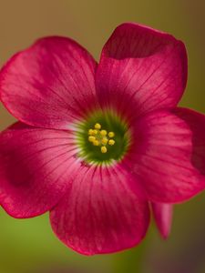 Preview wallpaper oxalis, petals, flower, pink