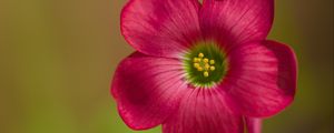 Preview wallpaper oxalis, petals, flower, pink