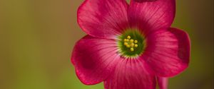 Preview wallpaper oxalis, petals, flower, pink