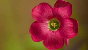 Preview wallpaper oxalis, petals, flower, pink