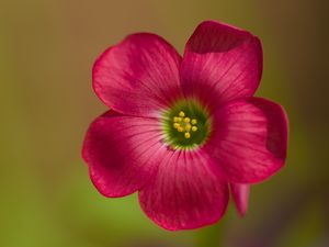 Preview wallpaper oxalis, petals, flower, pink