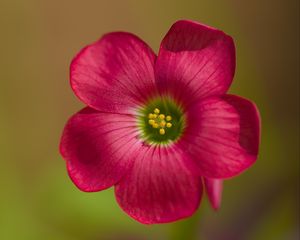 Preview wallpaper oxalis, petals, flower, pink