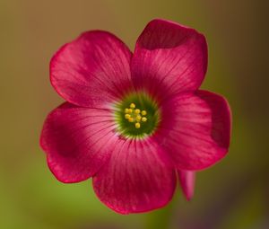 Preview wallpaper oxalis, petals, flower, pink