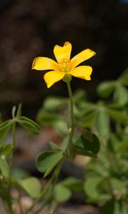 Preview wallpaper oxalis, petals, flower, leaves