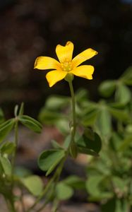 Preview wallpaper oxalis, petals, flower, leaves