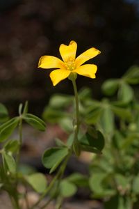 Preview wallpaper oxalis, petals, flower, leaves