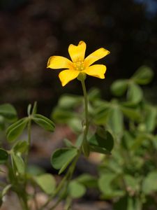 Preview wallpaper oxalis, petals, flower, leaves