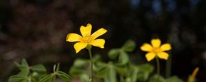 Preview wallpaper oxalis, petals, flower, leaves