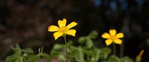 Preview wallpaper oxalis, petals, flower, leaves