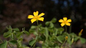 Preview wallpaper oxalis, petals, flower, leaves