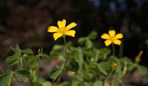 Preview wallpaper oxalis, petals, flower, leaves