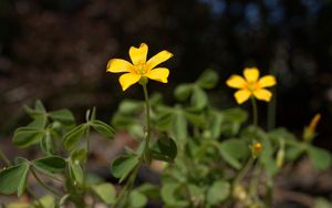 Preview wallpaper oxalis, petals, flower, leaves