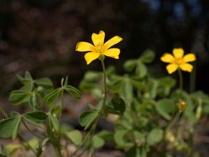 Preview wallpaper oxalis, petals, flower, leaves