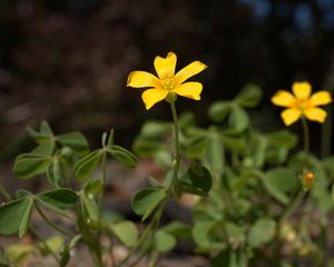 Preview wallpaper oxalis, petals, flower, leaves