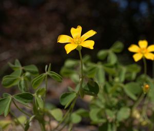 Preview wallpaper oxalis, petals, flower, leaves