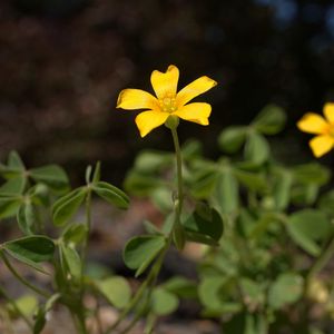 Preview wallpaper oxalis, petals, flower, leaves