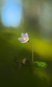 Preview wallpaper oxalis, petals, flower, blur