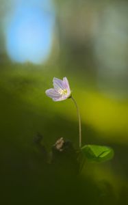 Preview wallpaper oxalis, petals, flower, blur