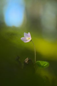 Preview wallpaper oxalis, petals, flower, blur