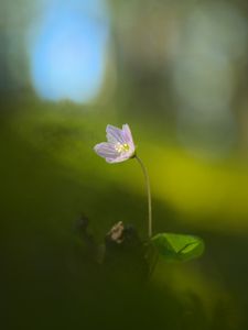 Preview wallpaper oxalis, petals, flower, blur