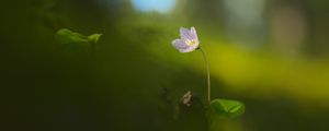 Preview wallpaper oxalis, petals, flower, blur