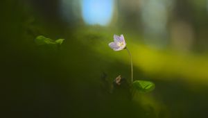 Preview wallpaper oxalis, petals, flower, blur