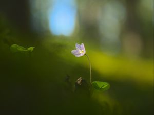 Preview wallpaper oxalis, petals, flower, blur