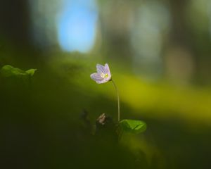 Preview wallpaper oxalis, petals, flower, blur