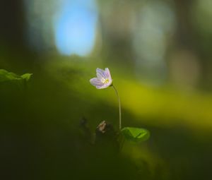 Preview wallpaper oxalis, petals, flower, blur