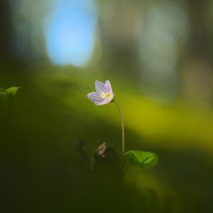 Preview wallpaper oxalis, petals, flower, blur