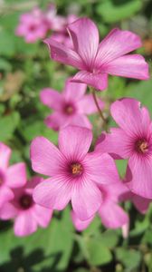 Preview wallpaper oxalis, petals, flowers, pink