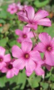 Preview wallpaper oxalis, petals, flowers, pink