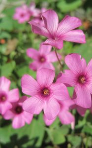 Preview wallpaper oxalis, petals, flowers, pink