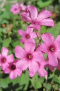 Preview wallpaper oxalis, petals, flowers, pink