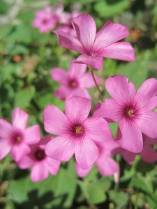 Preview wallpaper oxalis, petals, flowers, pink