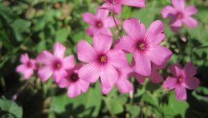 Preview wallpaper oxalis, petals, flowers, pink