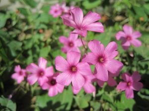 Preview wallpaper oxalis, petals, flowers, pink